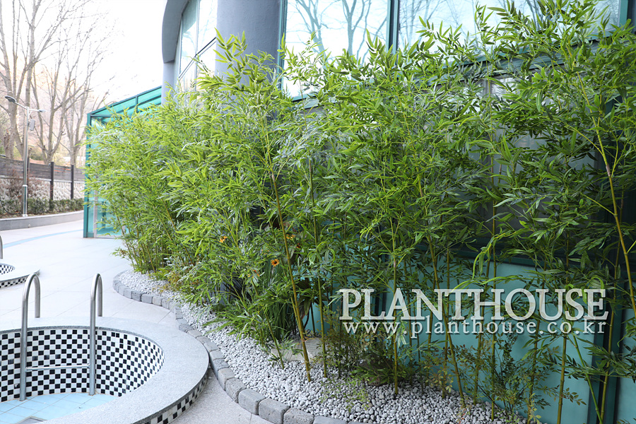 인조대나무 조경 연출