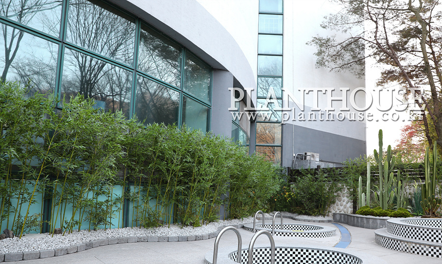 대나무 화단 플랜테리어