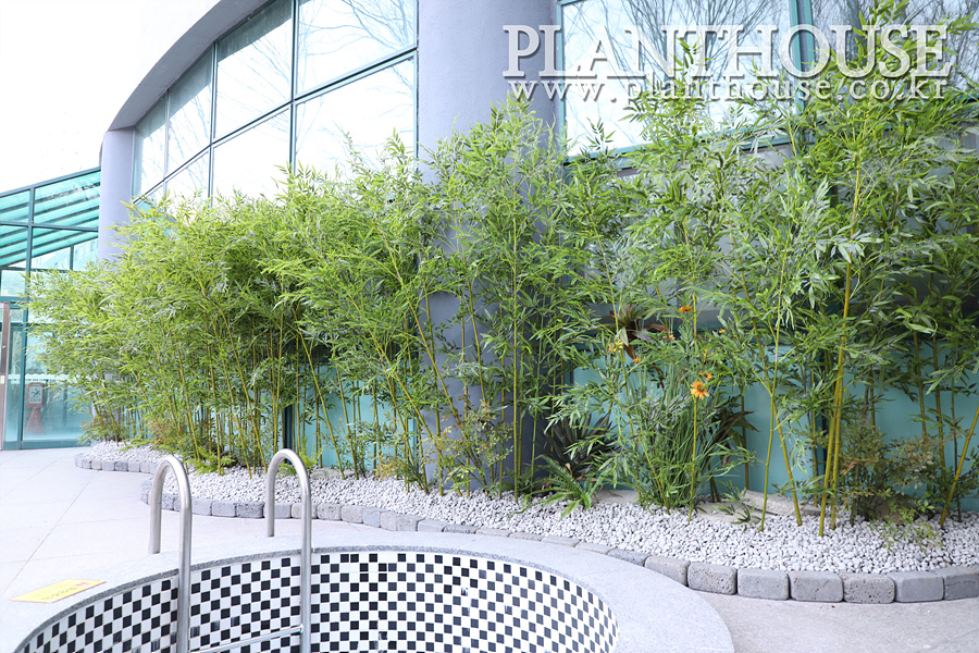 대나무 플랜테리어