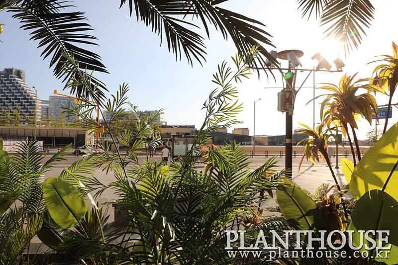 노을녘의 인조식