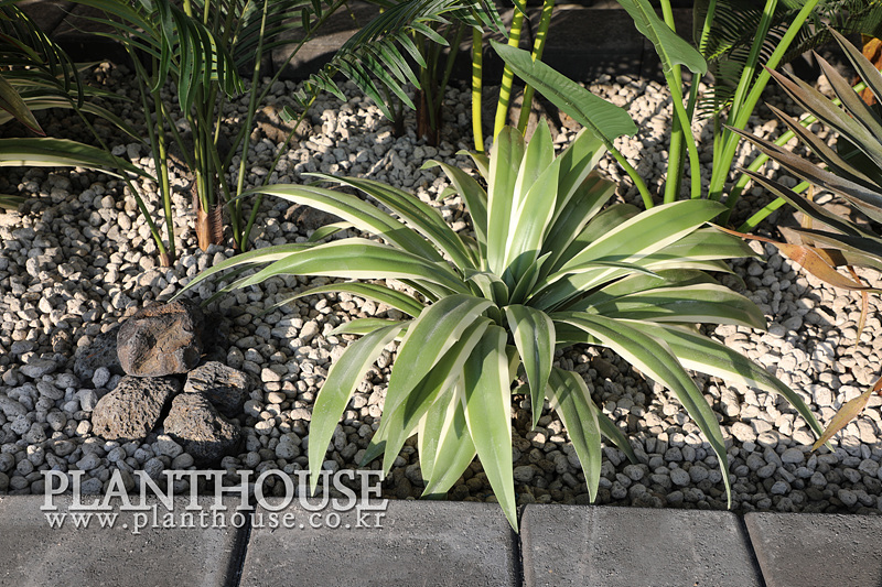 인조식물 디테일컷