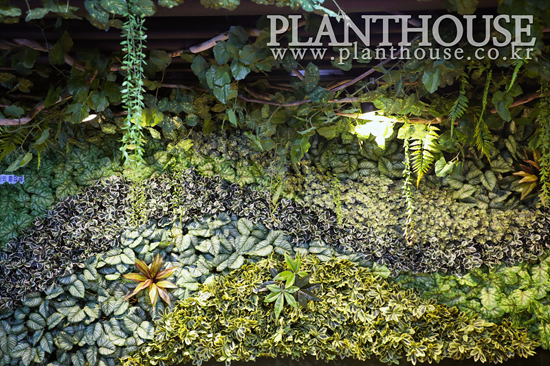 플랜트하우스 벽면녹화